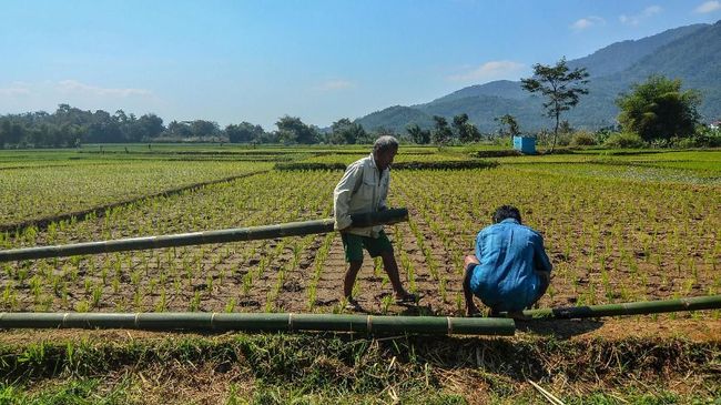 Jokowi Tugasi Mentan dan Menteri ATR Benahi Data Luas Sawah