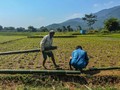 Jokowi Tugasi Mentan dan Menteri ATR Benahi Data Luas Sawah