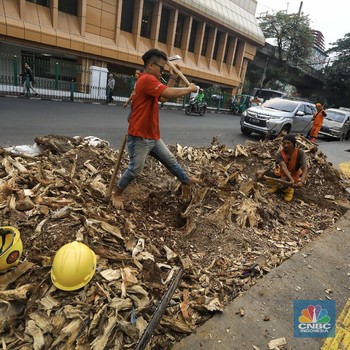 Intip Pemandangan Pohon-pohon Tua yang Ditebang di Cikini