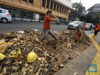Intip Pemandangan Pohon-pohon Tua yang Ditebang di Cikini