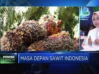 Soal Sertifikasi ISPO, Begini Penjelasan Kemenko Perekonomian
