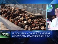 Kemenko Perekonomian: 566 Unit Usaha Tersertifikasi ISPO