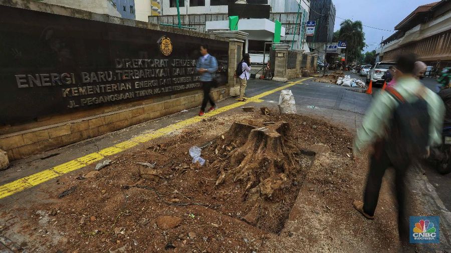 Pohon-pohon itu ditebang karena alasan usia dan sudah masuk musim penghujan.