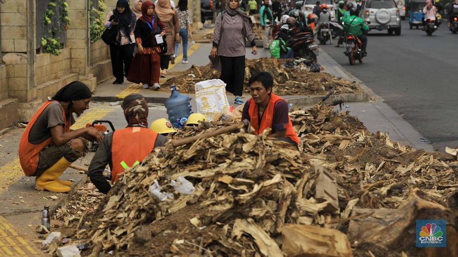 Pohon-pohon itu ditebang karena alasan usia dan sudah masuk musim penghujan.