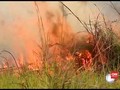 VIDEO: Api Bakar 120 Hektare Hutan Pantanal Brazil