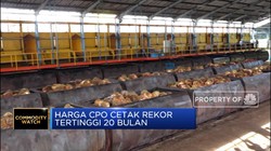 Harga CPO Cetak Rekor Tertinggi dalam 20 Bulan Terakhir