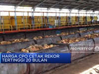 Harga CPO Cetak Rekor Tertinggi dalam 20 Bulan Terakhir