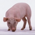 Harga Babi di China 'Ngamuk', Bikin Susah Satu Negara