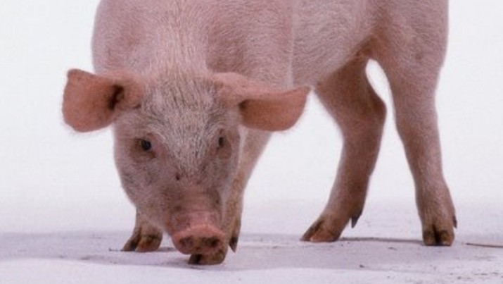 Persoalan flu babi banyak mempuat pusing banyak negara