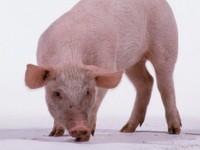 Harga Babi di China 'Ngamuk', Bikin Susah Satu Negara