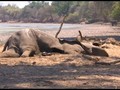 VIDEO: Kekeringan Afrika Selatan, Satwa Liar Terancam Mati