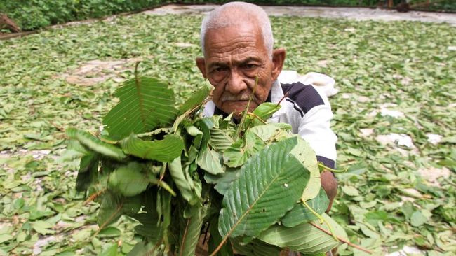 BNN Larang Kratom Mulai 2022, Petani Minta Solusi dari Jokowi