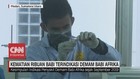 VIDEO: Kematian Ribuan Babi Terindikasi Demam Babi Afrika