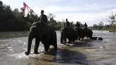 Para pawang gajah (mahout) melintasi sungai sambil membawa bendera merah putih seusai mengikuti peringatan hari pahlawan di Conservation Response Unit (CRU) Sampoiniet, Aceh Jaya, Aceh, Minggu (10/11/2019). (ANTARA FOTO/Irwansyah Putra)