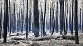 Petugas pemadan kebakaran mengimbau masyarakat mengungsi ke tempat aman dan meninggalkan tempat tinggal mereka. (PETER PARKS / AFP)