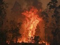 Kebakaran Hutan di Australia Lebih Parah dari RI dan Brasil