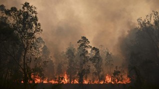 300 Hewan di Bonbin Dievakuasi Akibat Karhutla Australia