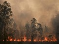 300 Hewan di Bonbin Dievakuasi Akibat Karhutla Australia