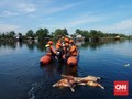 Bau Bangkai Ratusan Babi Menyengat di Danau Siombak Medan