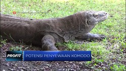 Tiru China, Indonesia Ingin Sewakan Komodo