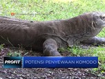 Tiru China, Indonesia Ingin Sewakan Komodo
