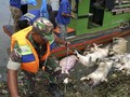 FOTO: Bangkai Babi Terpapar Kolera Berserakan di Sumut