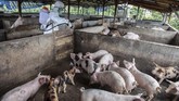 Polisi mulai melakukan penyelidikan terkait ditemukannya ratusan bangkai babi yang terinfeksi virus Hog Cholera ke sejumlah sungai di Medan dan Danau Siombak. Warga yang kedapatan membuang babi akan diproses sesuai hukum yang berlaku. (ALBERT IVAN DAMANIK / AFP)