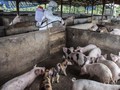 Krisis Babi di China Usai, Harga Daging Turun
