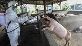 Petugas menyemprotkan vaksin ke babi ternak yang diduga terpapar virus Hog Cholera. Sampai hari ini petugas gabungan masih berupaya membersihkan bangkai-bangkai babi yang mencemari sungai dan danau di Medan. ALBERT IVAN DAMANIK / AFP)