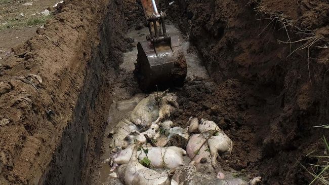 Babi Terbesar Di Dunia Ribuan Babi Mati di Bali Penyebab Masih Misterius