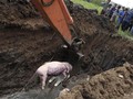 47 Ribu Babi Mati karena ASF, Sumut Minta Bantuan Pusat
