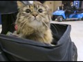 VIDEO: Terapi Kucing Untuk Penumpang Pesawat di Amerika