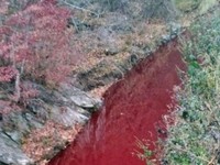 Hiii... Gegara Darah Babi, Sungai di Korsel Jadi Merah