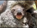 VIDEO: Bayi Koala Lahir Usai Penantian Delapan Tahun