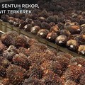 Cuan! Harga CPO Sentuh Rekor, Bisnis Emiten Sawit Merona