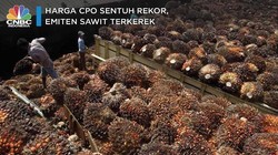 Cuan! Harga CPO Sentuh Rekor, Bisnis Emiten Sawit Merona