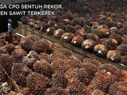 Cuan! Harga CPO Sentuh Rekor, Bisnis Emiten Sawit Merona