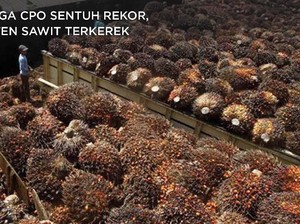 Cuan! Harga CPO Sentuh Rekor, Bisnis Emiten Sawit Merona