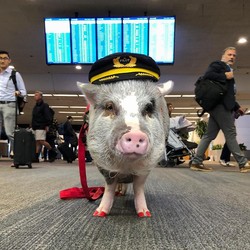 Naik Menggila, Babi Makin Bikin Pening China