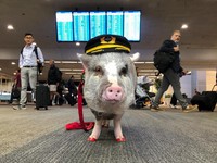 Naik Menggila, Babi Makin Bikin Pening China