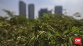 Selain membuat rumah menjadi asri, urban farming juga membuka peluang bisnis baru. (CNNIndonesia/ Bisma Septalisma)