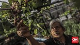 Pria berusia 58 tahun ini 'menghiasi' atap rumahnya dengan tanaman sawi, anggur, cabai, jeruk, dan bawang. (CNNIndonesia/ Bisma Septalisma)