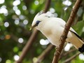 'Mengasuh' Burung Jalak Bali di Taman Nasional Bali Barat