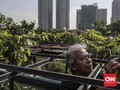 Atasi Cemas dengan 3 Langkah Awal Berkebun