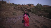 Bunga-bunga yang telah dipetik lalu di bawa ke rumah para petani. Tiap anggota keluarga saling membantu untuk memetik tangkai putik berwarna merah yang kemudian dikenal dengan safron. (AP Photo/Mosa'ab Elshamy)