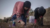 Safron hanya tumbuh subur di lokasi tertentu di bumi. Maroko adalah salah satu dari lima produsen safron terbesar dengan jumlah produksi mencapai 6,8 ton per tahun. (AP Photo/Mosa'ab Elshamy)