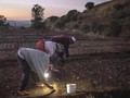 FOTO: Kisah Petani Safron, Rempah Termahal Di Dunia