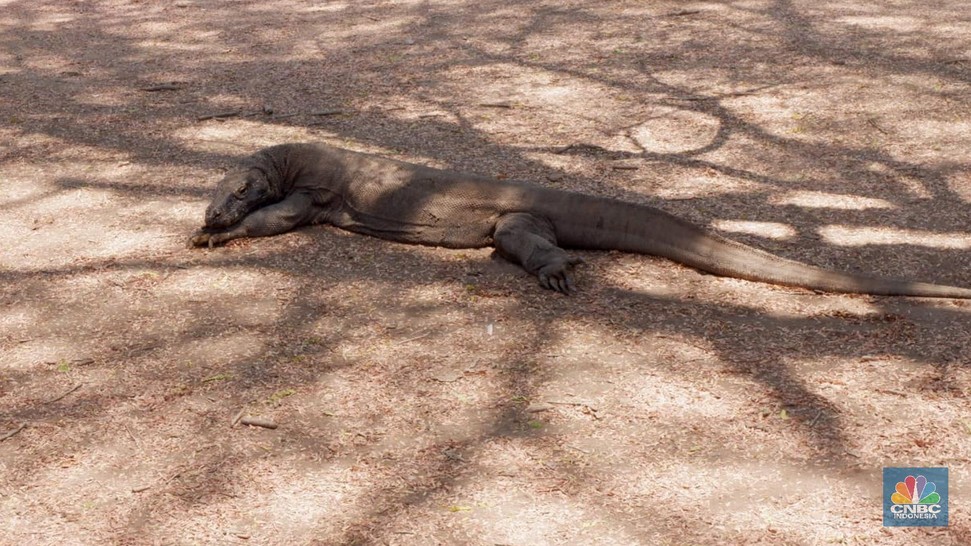 Tiket Rp 80 Ribu Jadi Rp 14 Juta, Ini Penampakan Pulau Komodo