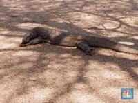 Tiket Rp 80 Ribu Jadi Rp 14 Juta, Ini Penampakan Pulau Komodo