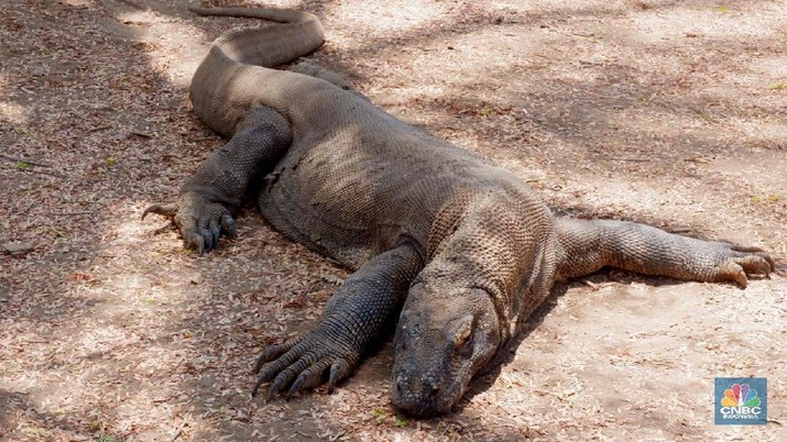 Taman Nasional Komodo, Pulau Komodo, Labuan Bajo, Flores (CNBC Indonesia/Lidya Kembaren) Taman Nasional Komodo, Pulau Komodo, Labuan Bajo, Flores (CNBC Indonesia/Lidya Kembaren)